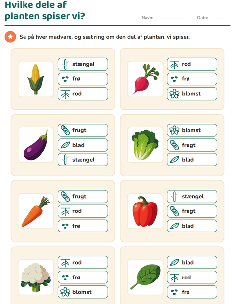 Hvilke dele af planten spiser vi? – rod, blad, frugt og frø – 2. klasse