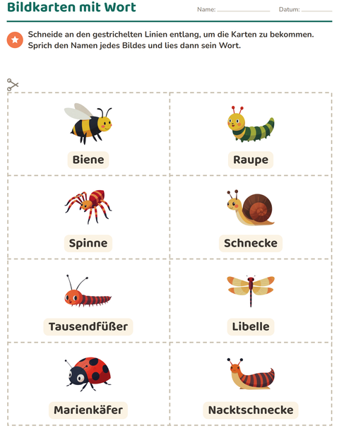 Vorschau: Bildkarten-Arbeitsblatt mit Insekten und Käfer für Kindergarten