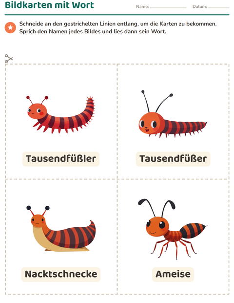 Vorschau: Bildkarten-Arbeitsblatt mit Insekten und Käfer für Kindergarten