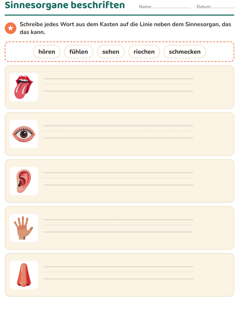 Sinnesorgane beschriften: hören, fühlen, sehen, riechen, schmecken