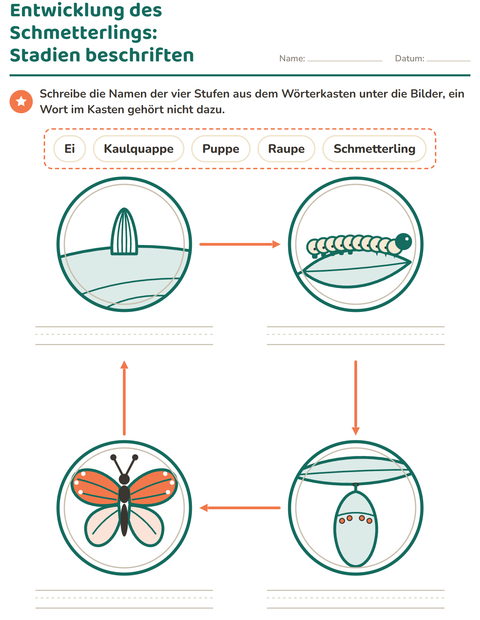 Entwicklung des Schmetterlings: die vier Stadien beschriften