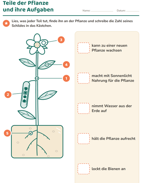Teile der Pflanze und ihre Aufgaben: Wer macht was?