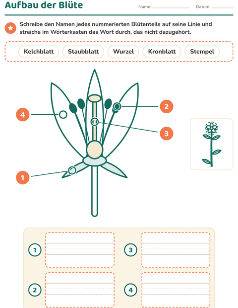 Vorschau: Aufbau der Blüte: Kronblatt, Staubblatt, Stempel und Kelchblatt