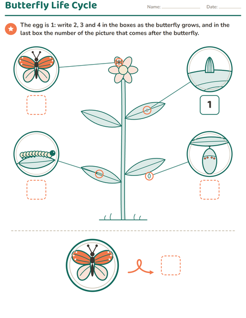 Butterfly Life Cycle