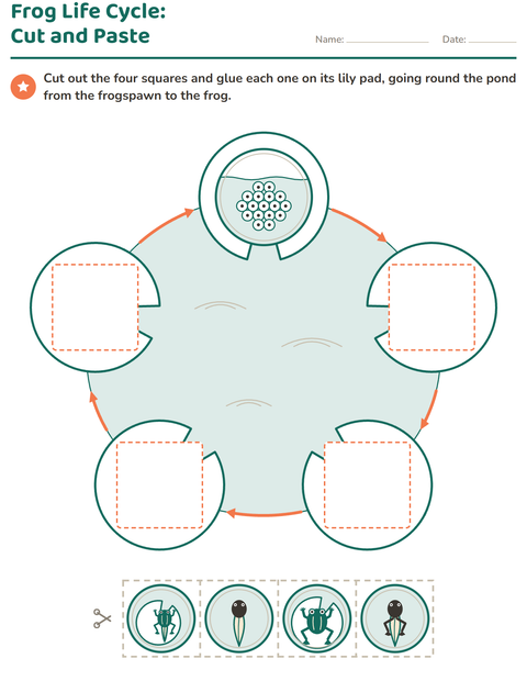 Frog Life Cycle: Cut and Paste
