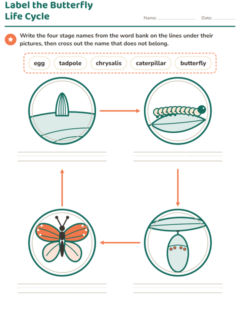 Label the Butterfly Life Cycle