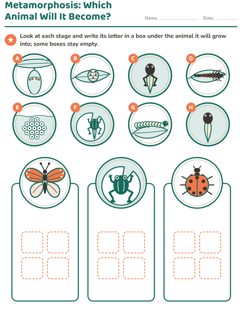 Metamorphosis: Which Animal Will It Become?