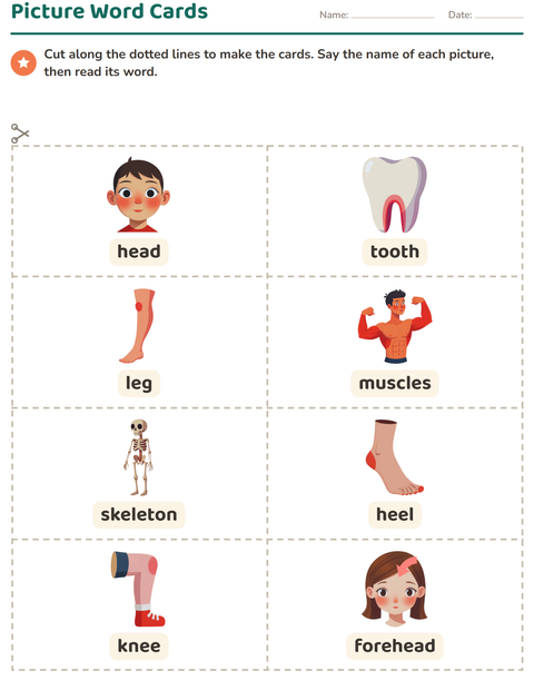 Preview of Picture Word Cards worksheet featuring Body Parts for kindergarten