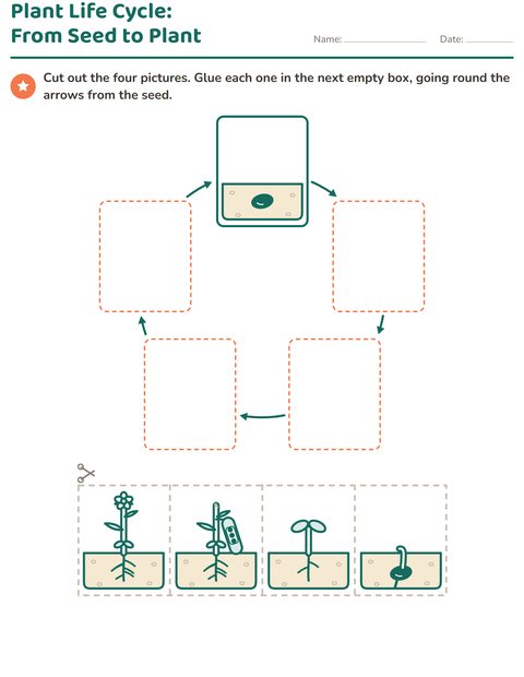 Preview of Parts of a Plant worksheet for grade 1
