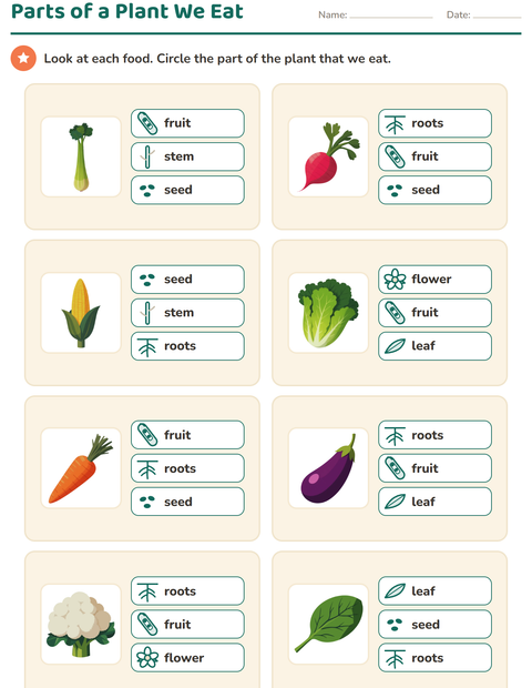 Parts of a Plant We Eat