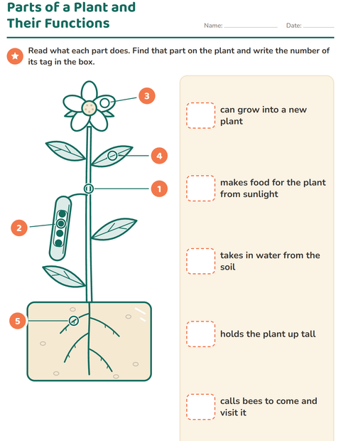 Preview of Parts of a Plant worksheet for grade 2