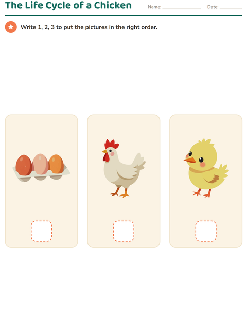 The Life Cycle of a Chicken