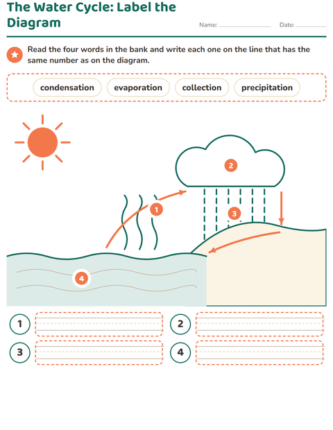 The Water Cycle: Label the Diagram