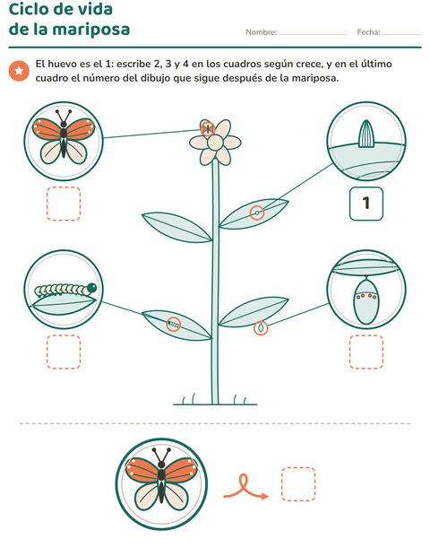 Ciclo de vida de la mariposa: huevo, oruga, crisálida y mariposa en una planta