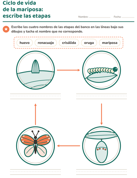 Vista previa de Ciclo de vida de la mariposa: escribe el nombre de cada etapa