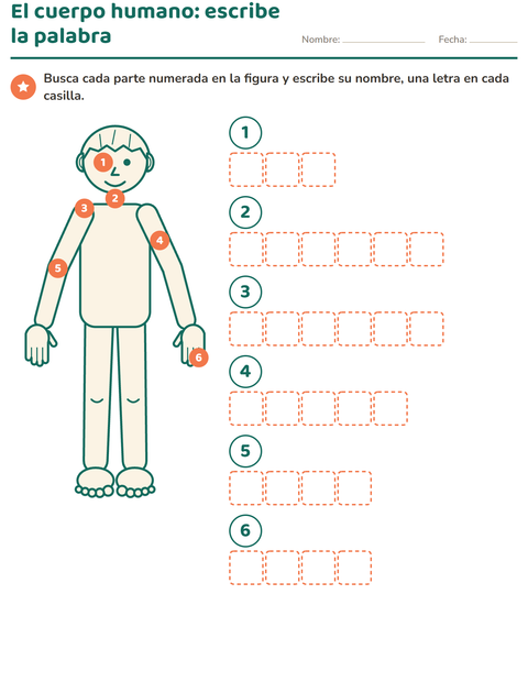 El cuerpo humano: escribe el nombre de cada parte numerada — primer grado