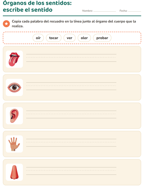 Órganos de los sentidos: escribe el sentido de cada uno — primer grado