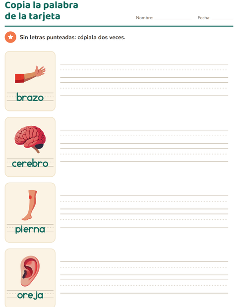 Vista previa de la hoja de Palabras punteadas con Partes del cuerpo para jardín infantil