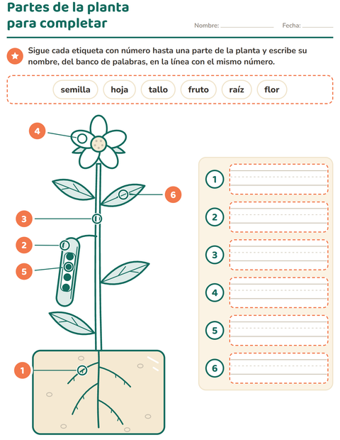 Partes de la planta para completar: seis etiquetas y un banco de palabras