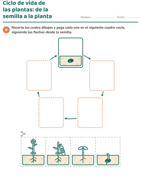 Vista previa de la hoja de Partes de la planta para grado 1