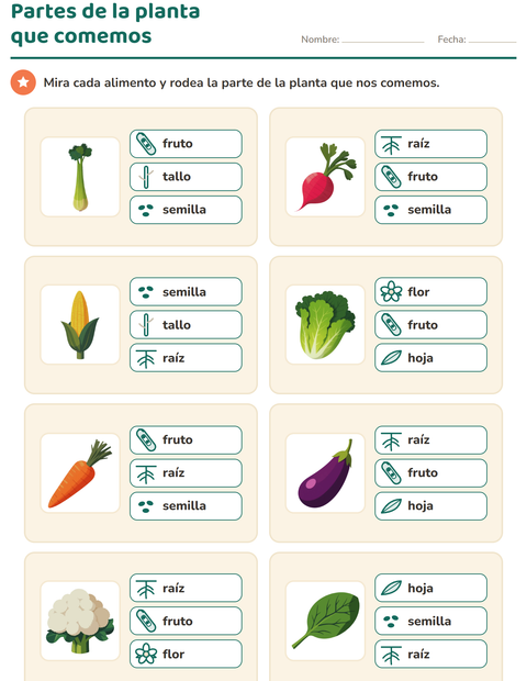 Partes de la planta que comemos: ocho alimentos, tres opciones cada uno
