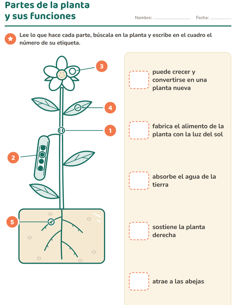 Vista previa de la hoja de Partes de la planta para grado 2