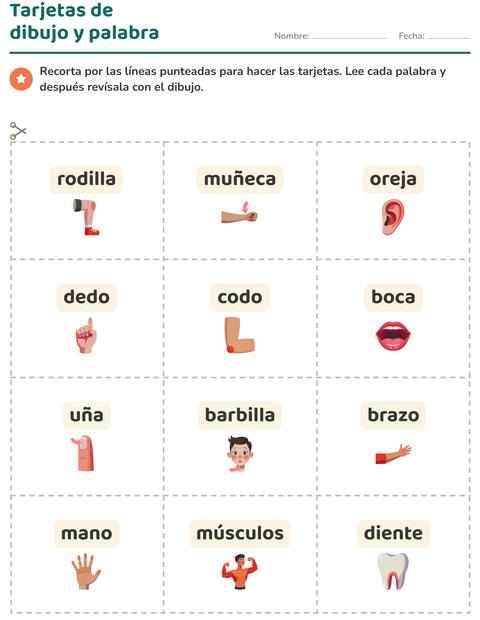 Vista previa de la hoja de Tarjetas de dibujo y palabra con Partes del cuerpo para jardín infantil
