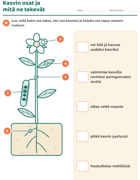Esikatselu: Kasvin osat-tehtäväarkki, 2. luokka