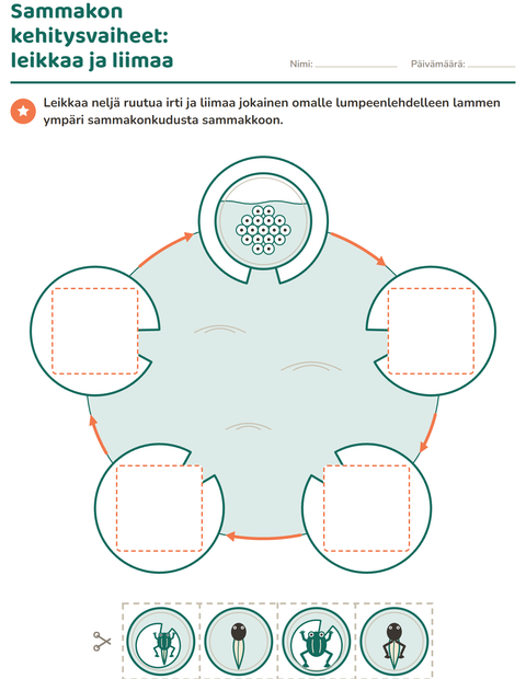 Sammakon kehitysvaiheet: leikkaa ja liimaa lammen ympäri