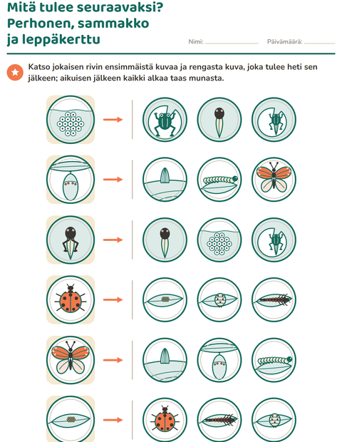 Esikatselu: Mitä tulee seuraavaksi? Perhonen, sammakko ja leppäkerttu
