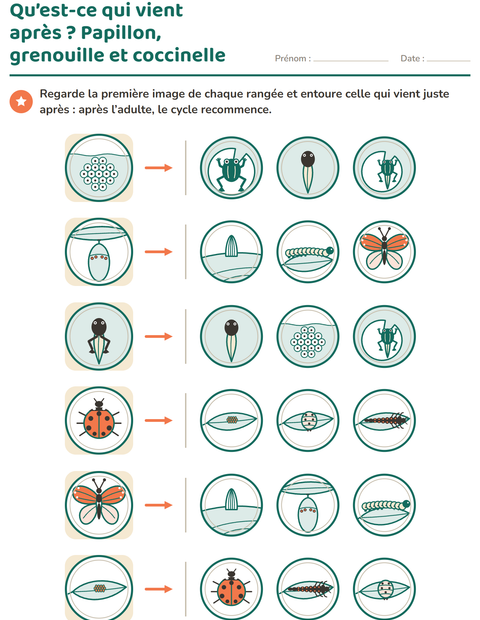 Aperçu : Qu’est-ce qui vient après ? Papillon, grenouille et coccinelle