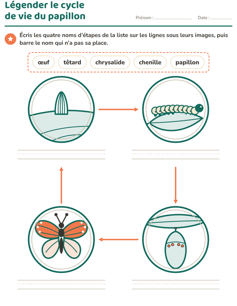 Légender le cycle de vie du papillon