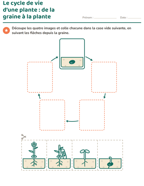 Le cycle de vie d’une plante : de la graine à la plante