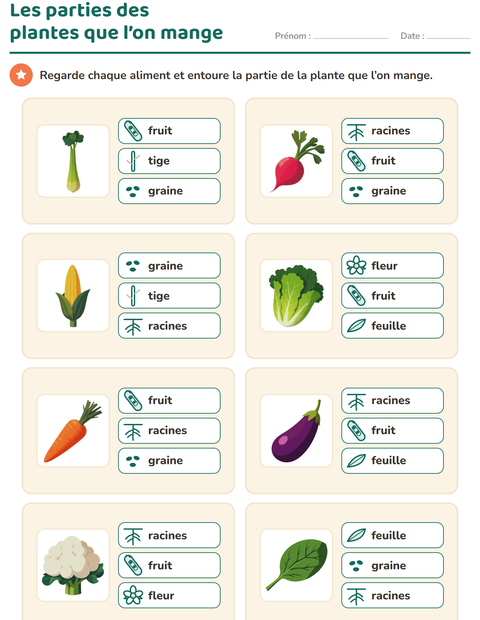 Les parties des plantes que l’on mange