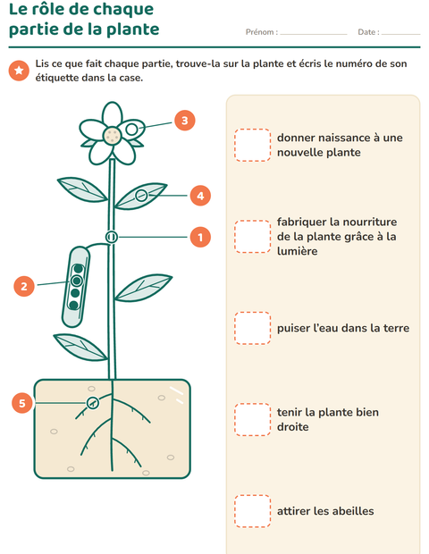 Le rôle de chaque partie de la plante