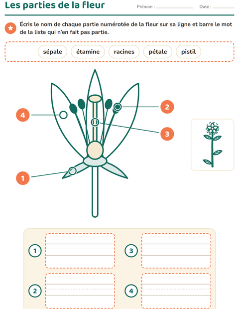 Aperçu : Les parties de la fleur