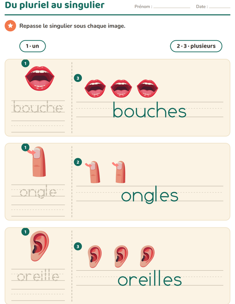 Aperçu de la fiche Singulier et pluriel avec Parties du corps pour École maternelle (grande section, 5-7 ans)