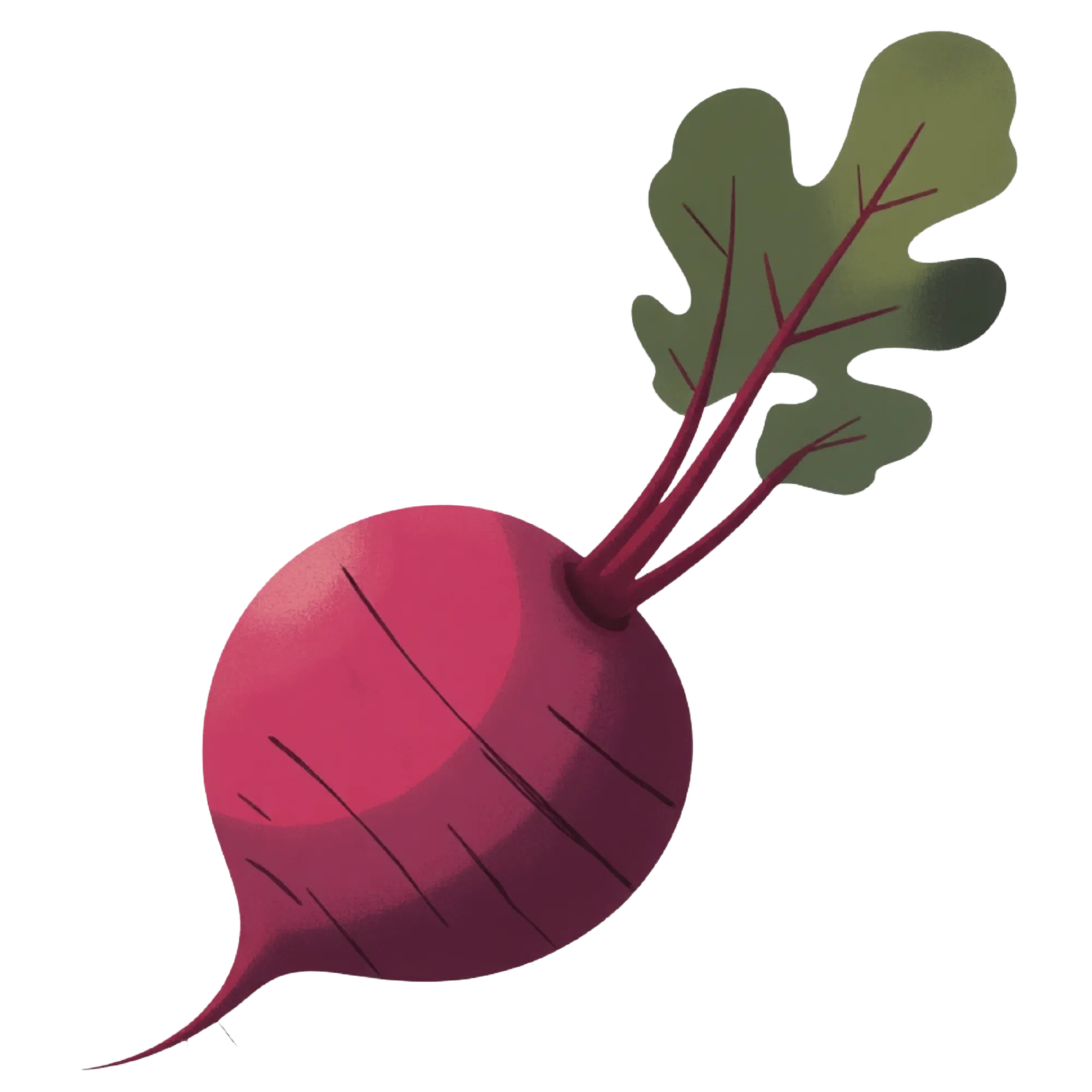 Beetroot — themed educational image