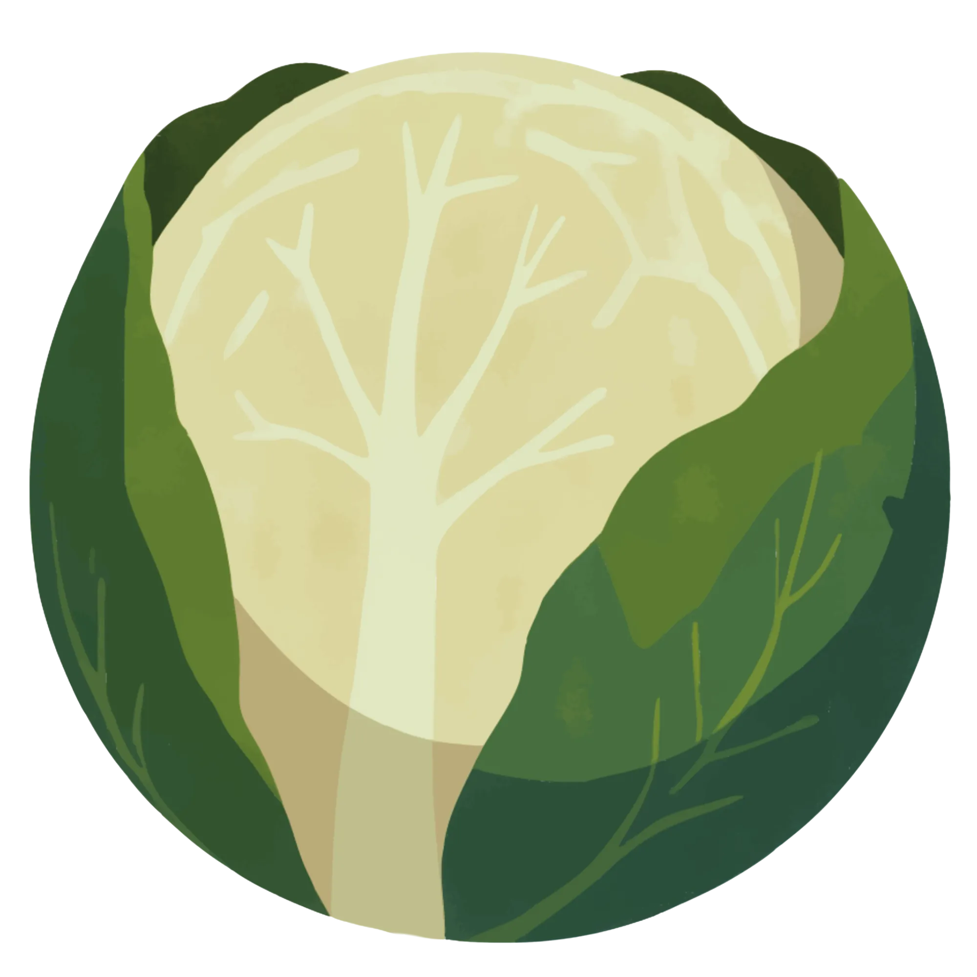 Cabbage — themed educational image