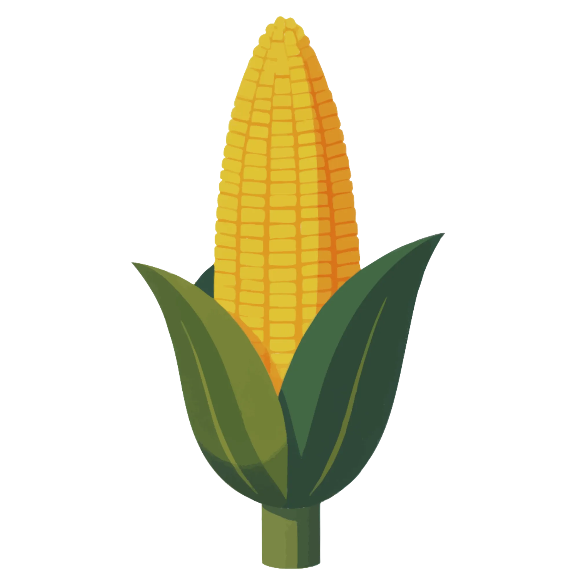 Maïs — educatieve thema-afbeelding