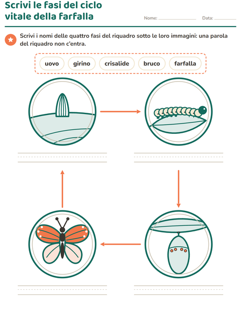 Scrivi le fasi del ciclo vitale della farfalla