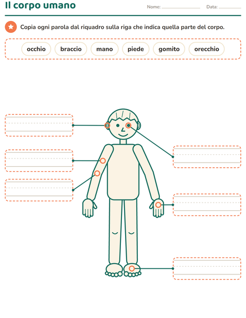 Il corpo umano: copia il nome di ogni parte