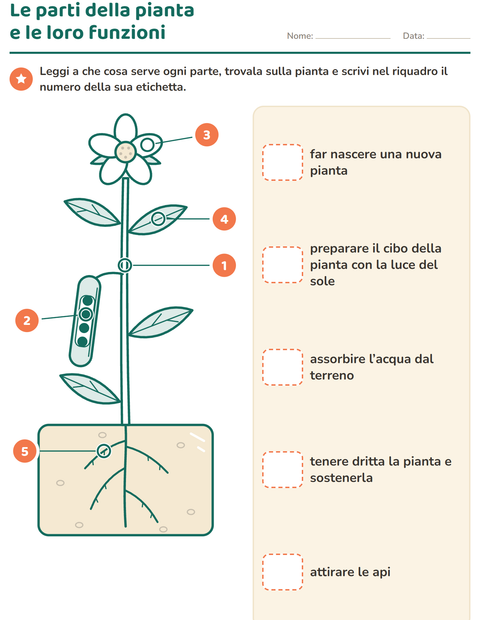Anteprima di Le parti della pianta e le loro funzioni