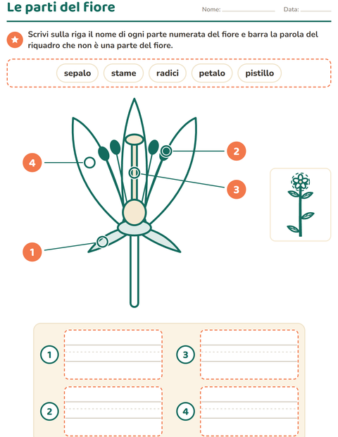 Anteprima di Le parti del fiore: petalo, stame, pistillo e sepalo