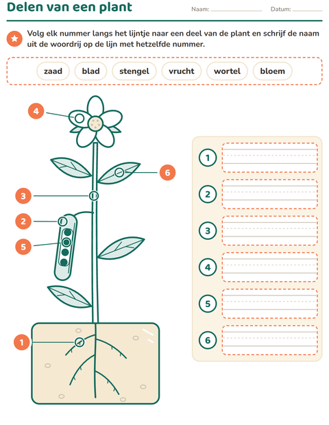 Delen van een plant: volg het lijntje en schrijf de naam