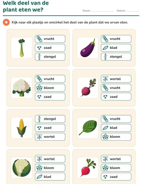 Welk deel van de plant eten we?