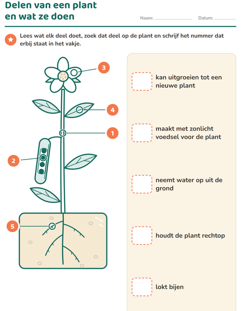 Delen van een plant en wat ze doen