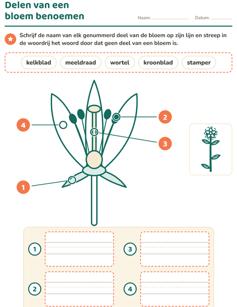 Voorbeeld van Delen van een bloem: kroonblad, meeldraad en stamper