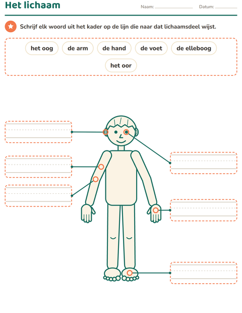 Het lichaam: schrijf de woorden bij de figuur