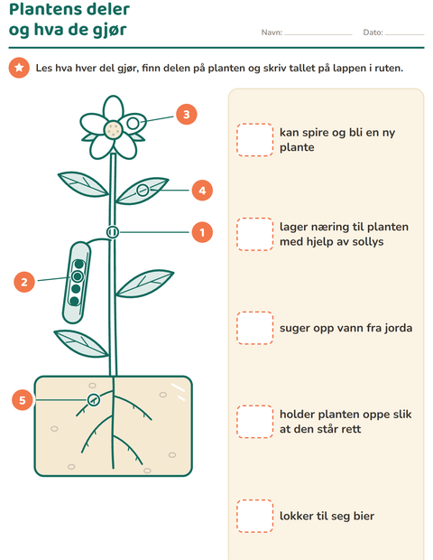 Plantens deler og hva de gjør